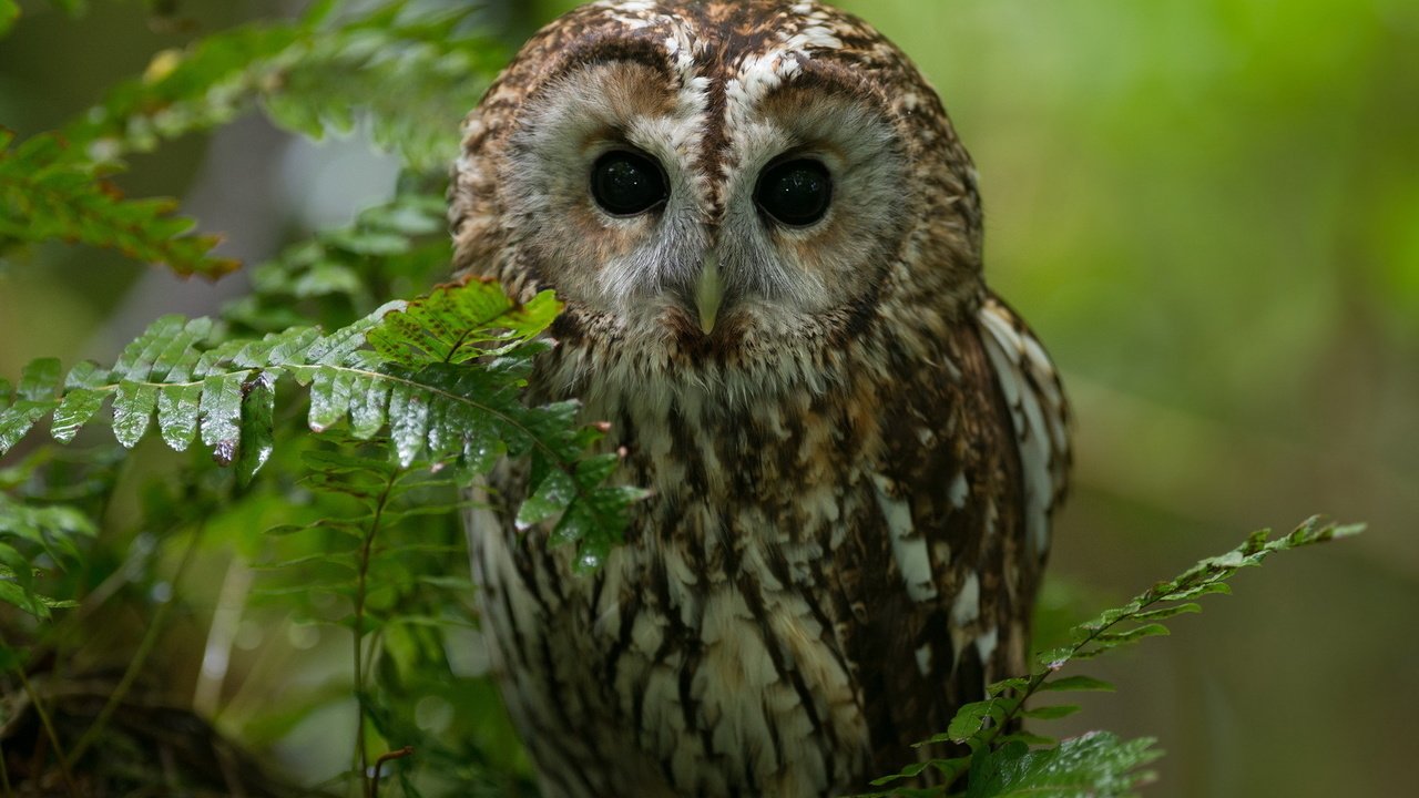 Обои сова, ветка, природа, лес, взгляд, хищник, птица, owl, branch, nature, forest, look, predator, bird разрешение 1920x1280 Загрузить