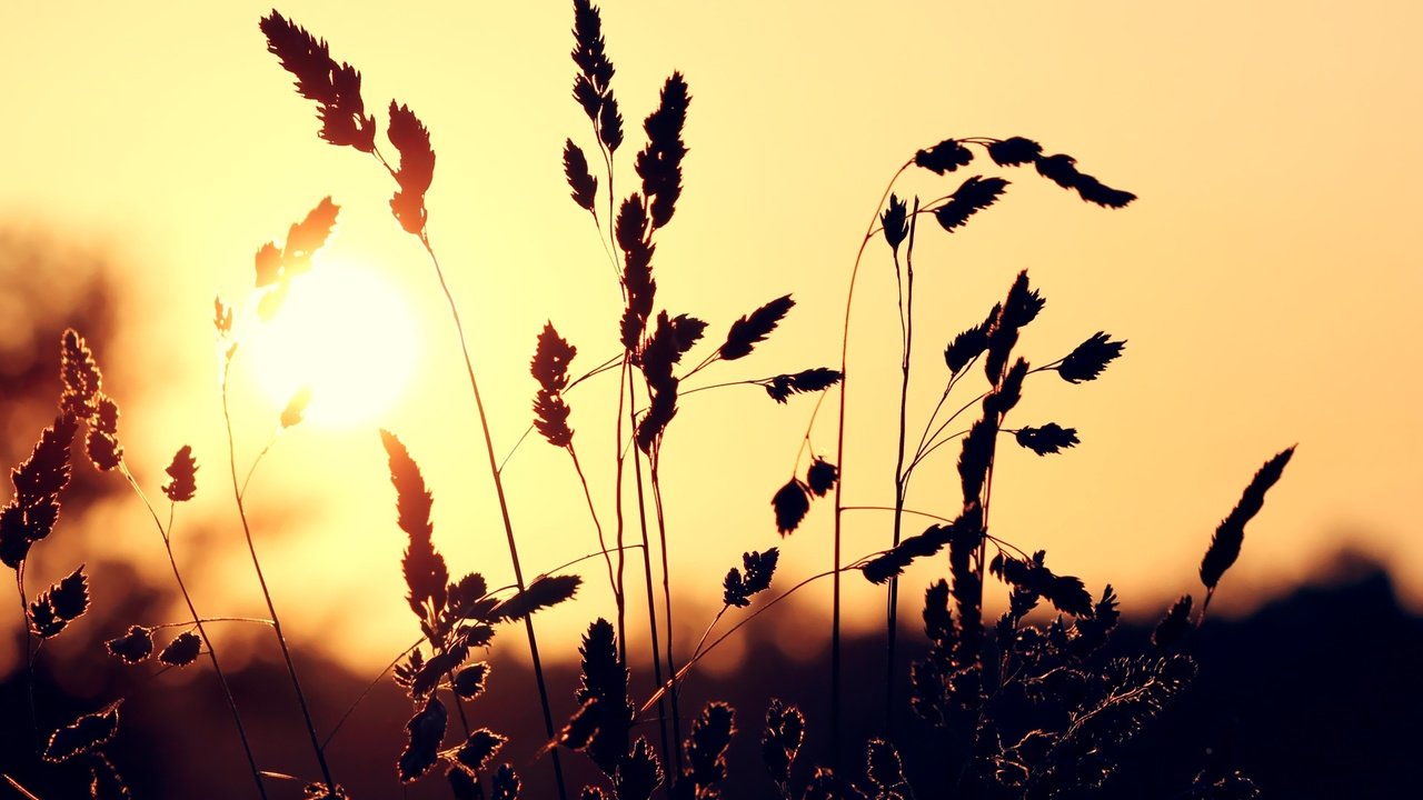 Обои трава, солнце, закат, макро, колоски, grass, the sun, sunset, macro, spikelets разрешение 1920x1200 Загрузить