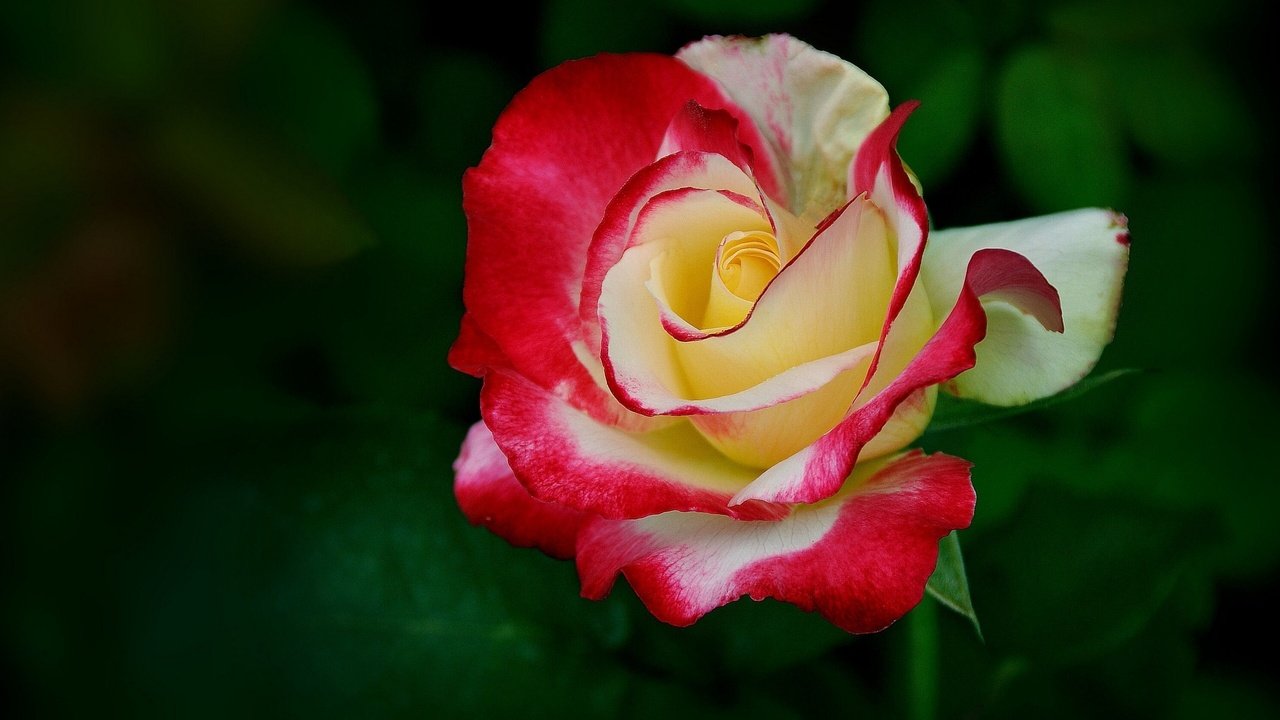 Обои цветок, роза, лепестки, бутон, flower, rose, petals, bud разрешение 2560x1600 Загрузить