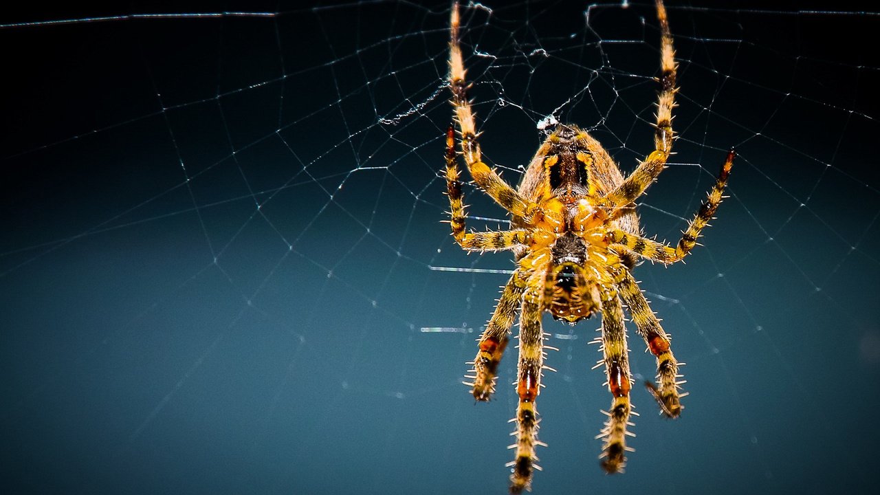 Обои желтый, макро, фон, насекомые, паук, паутина, лапки, yellow, macro, background, insects, spider, web, legs разрешение 1920x1080 Загрузить