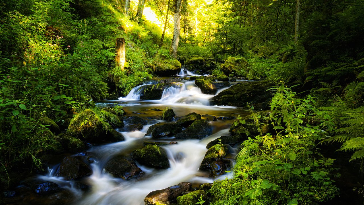 Обои деревья, река, камни, лес, ручей, германия, шварцвальд, trees, river, stones, forest, stream, germany, the black forest разрешение 2560x1600 Загрузить