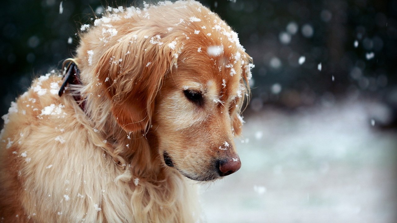 Обои снег, природа, собака, золотистый ретривер, snow, nature, dog, golden retriever разрешение 1920x1200 Загрузить