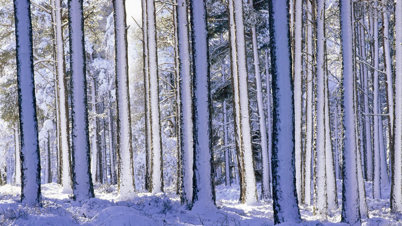 Обои деревья, снег, лес, зима, стволы, хвойный лес, trees, snow, forest, winter, trunks, coniferous forest разрешение 1920x1080 Загрузить
