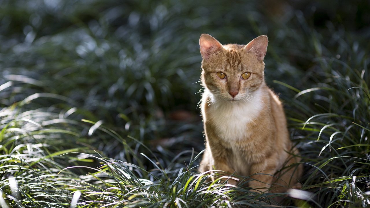 Обои трава, кот, кошка, взгляд, grass, cat, look разрешение 1920x1200 Загрузить