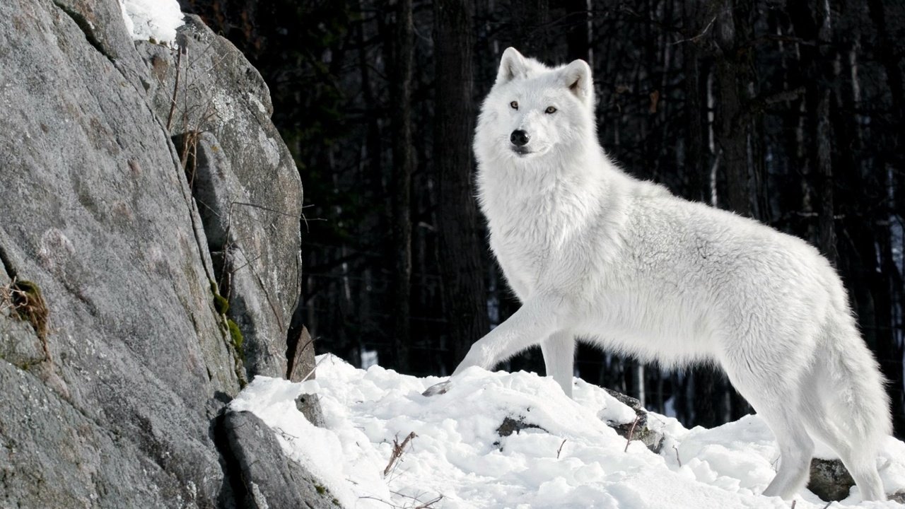 Обои снег, камни, зима, шерсть, белый, хищник, волк, snow, stones, winter, wool, white, predator, wolf разрешение 1920x1080 Загрузить