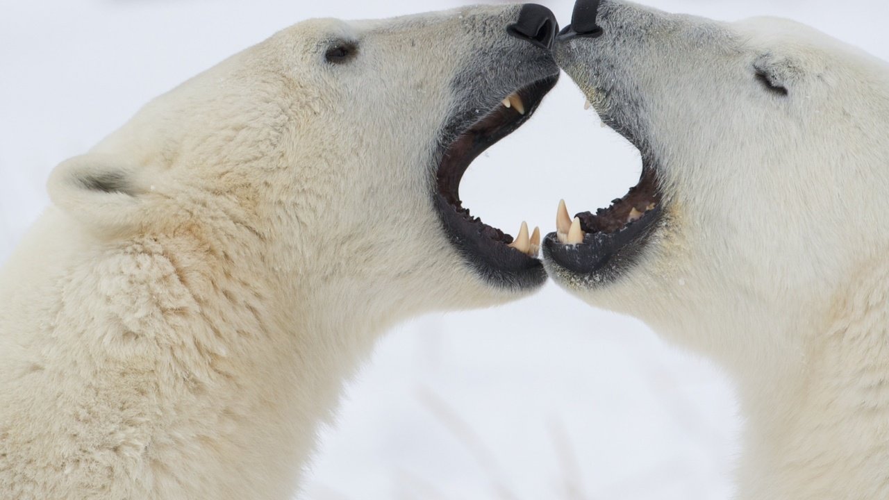 Обои снег, борьба, медведь, клыки, белые, медведи, snow, fight, bear, fangs, white, bears разрешение 2560x1600 Загрузить