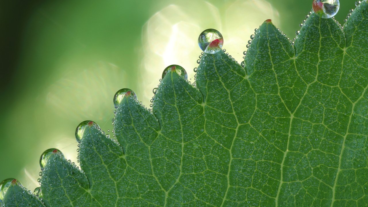 Обои зелёный, макро, капли, блики, лист, боке, green, macro, drops, glare, sheet, bokeh разрешение 2560x1600 Загрузить