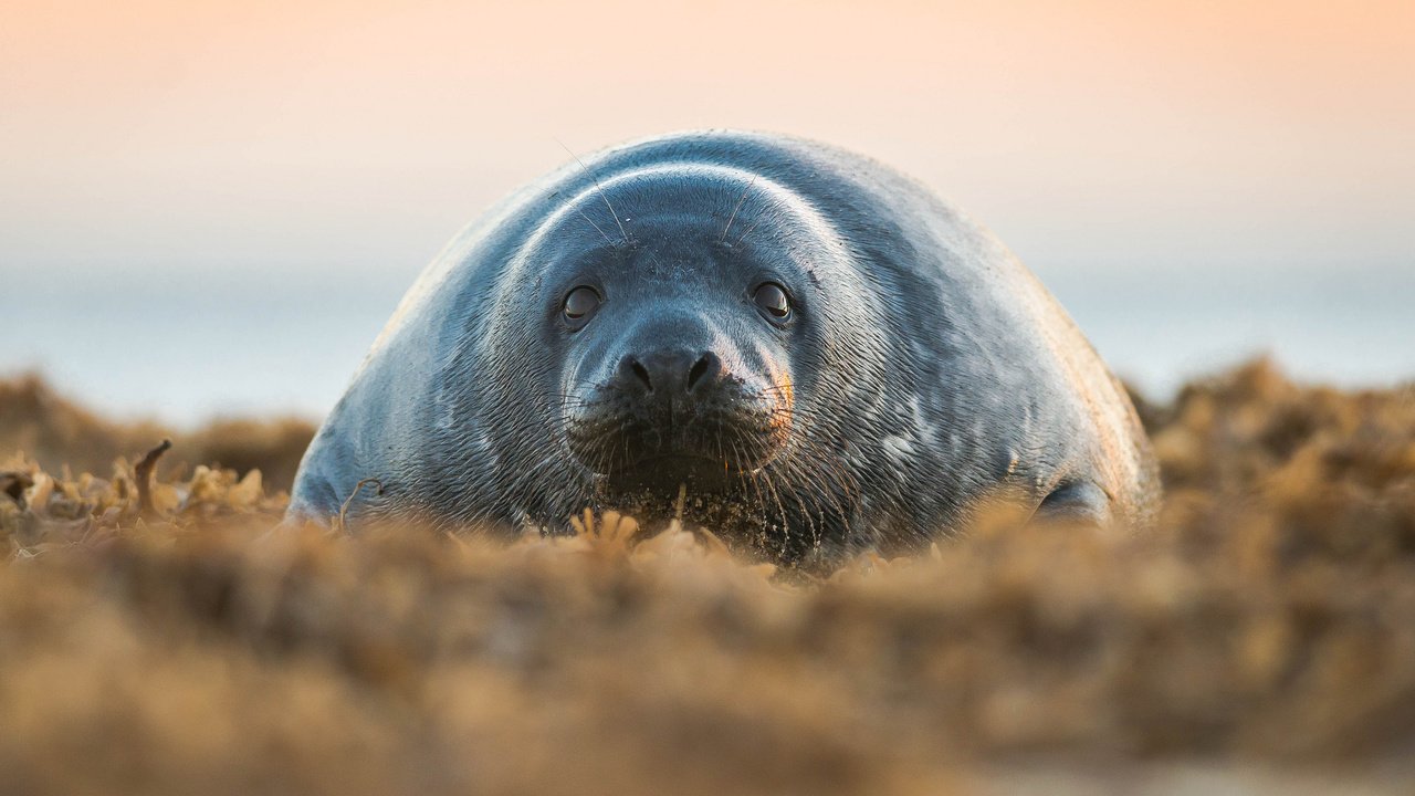 Обои трава, животные, смотрит, лежит, размытость, тюлень, grass, animals, looks, lies, blur, seal разрешение 2048x1367 Загрузить