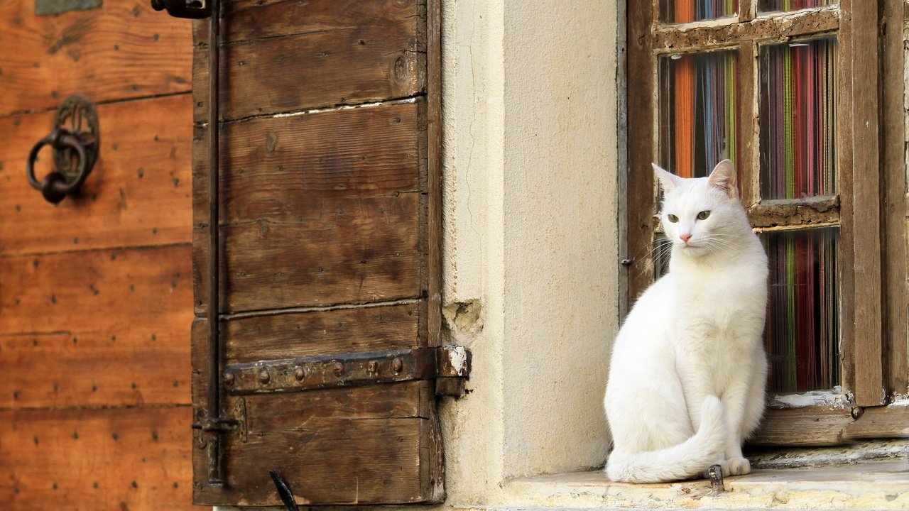 Обои кот, кошка, стена, белый, окно, cat, wall, white, window разрешение 1920x1200 Загрузить