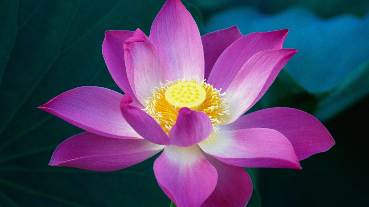 Обои макро, цветок, лотос, розовый, macro, flower, lotus, pink разрешение 3200x2000 Загрузить