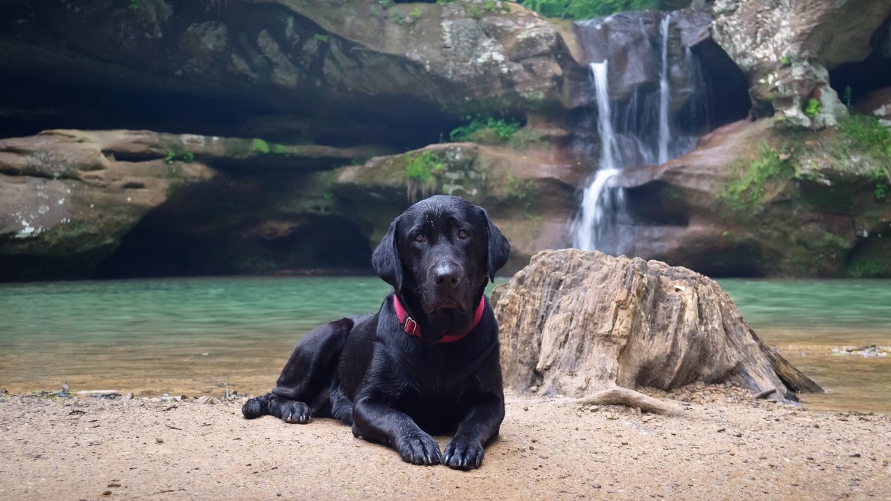 Обои вода, природа, берег, водопад, черный, собака, лабрадор, water, nature, shore, waterfall, black, dog, labrador разрешение 1920x1200 Загрузить