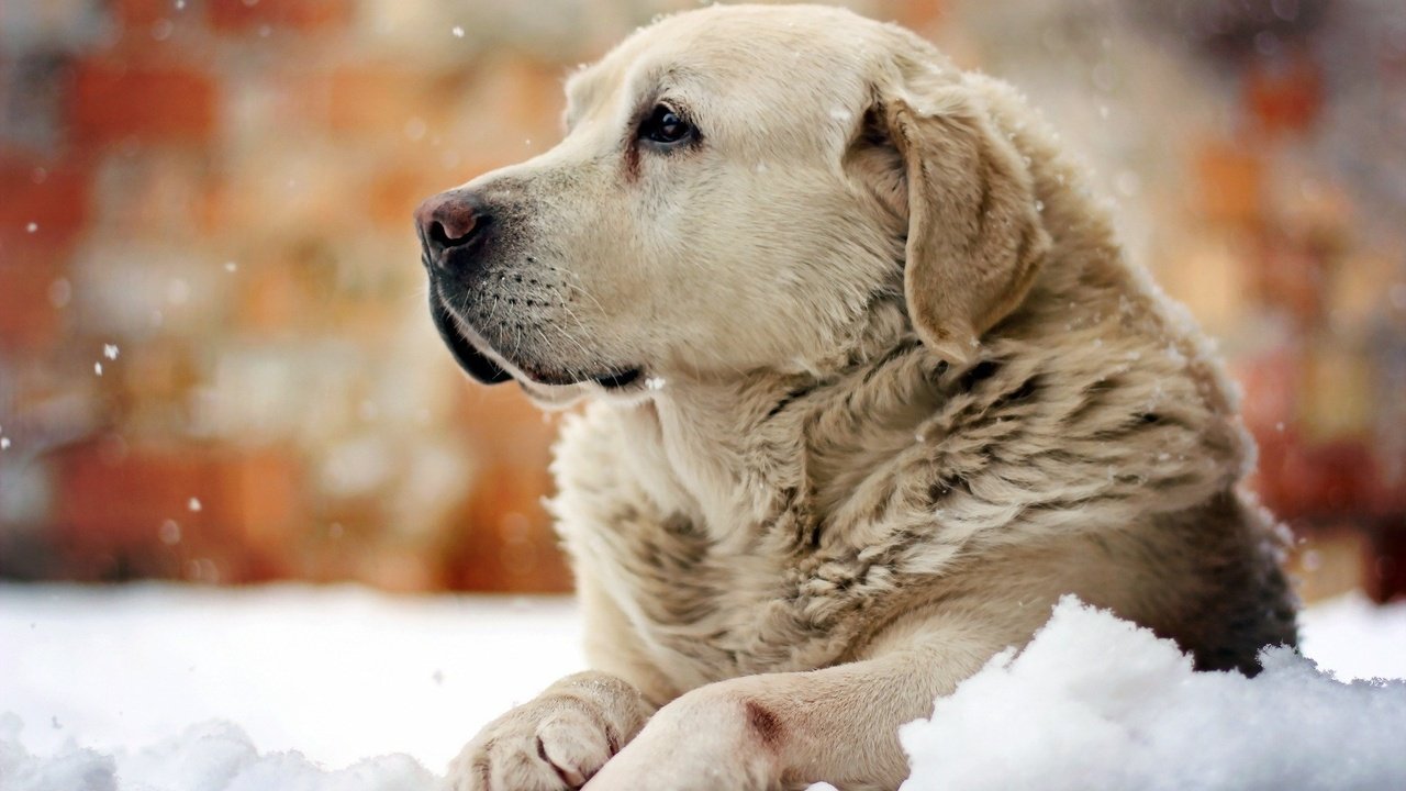 Обои снег, зима, собака, лабрадор, snow, winter, dog, labrador разрешение 1920x1200 Загрузить