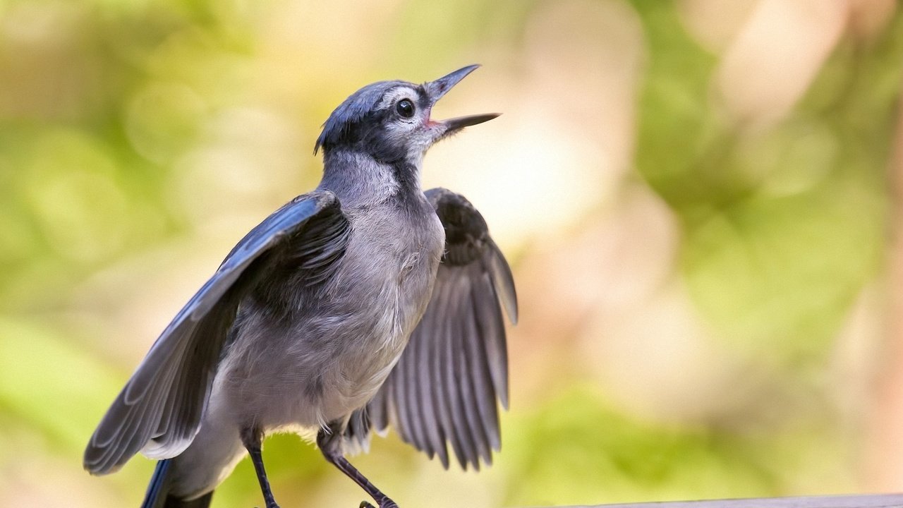 Обои птенец, фон, крылья, птица, голубая, поет, сойка, chick, background, wings, bird, blue, sings, jay разрешение 1920x1274 Загрузить