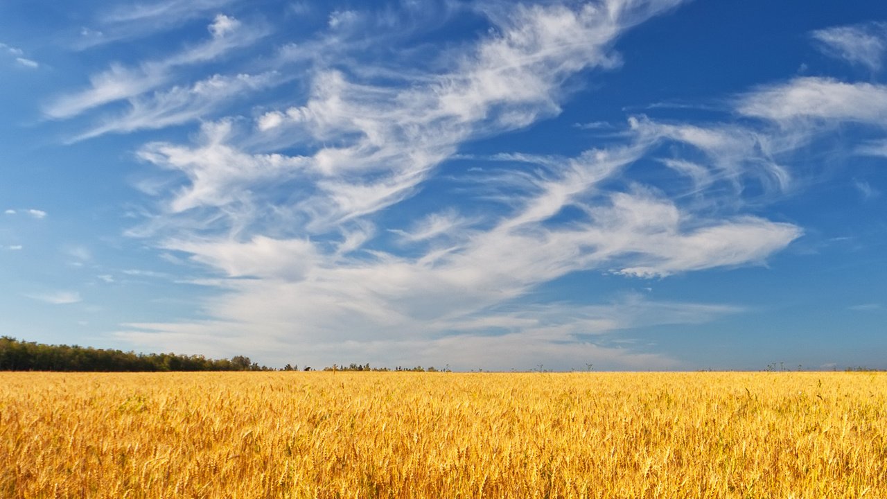 Обои небо, облака, деревья, поле, лето, колосья, пшеница, the sky, clouds, trees, field, summer, ears, wheat разрешение 1920x1200 Загрузить