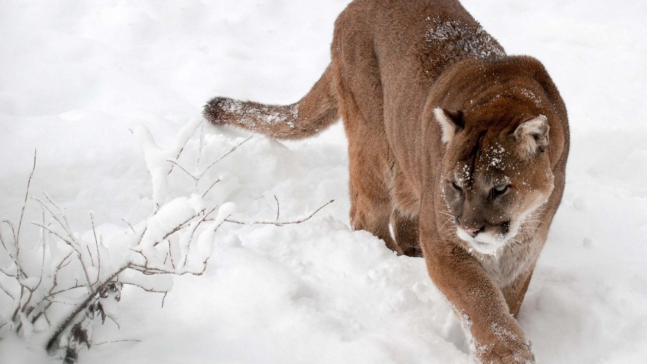 Обои снег, зима, кошка, пума, горный лев, кугуар, snow, winter, cat, puma, mountain lion, cougar разрешение 1920x1440 Загрузить