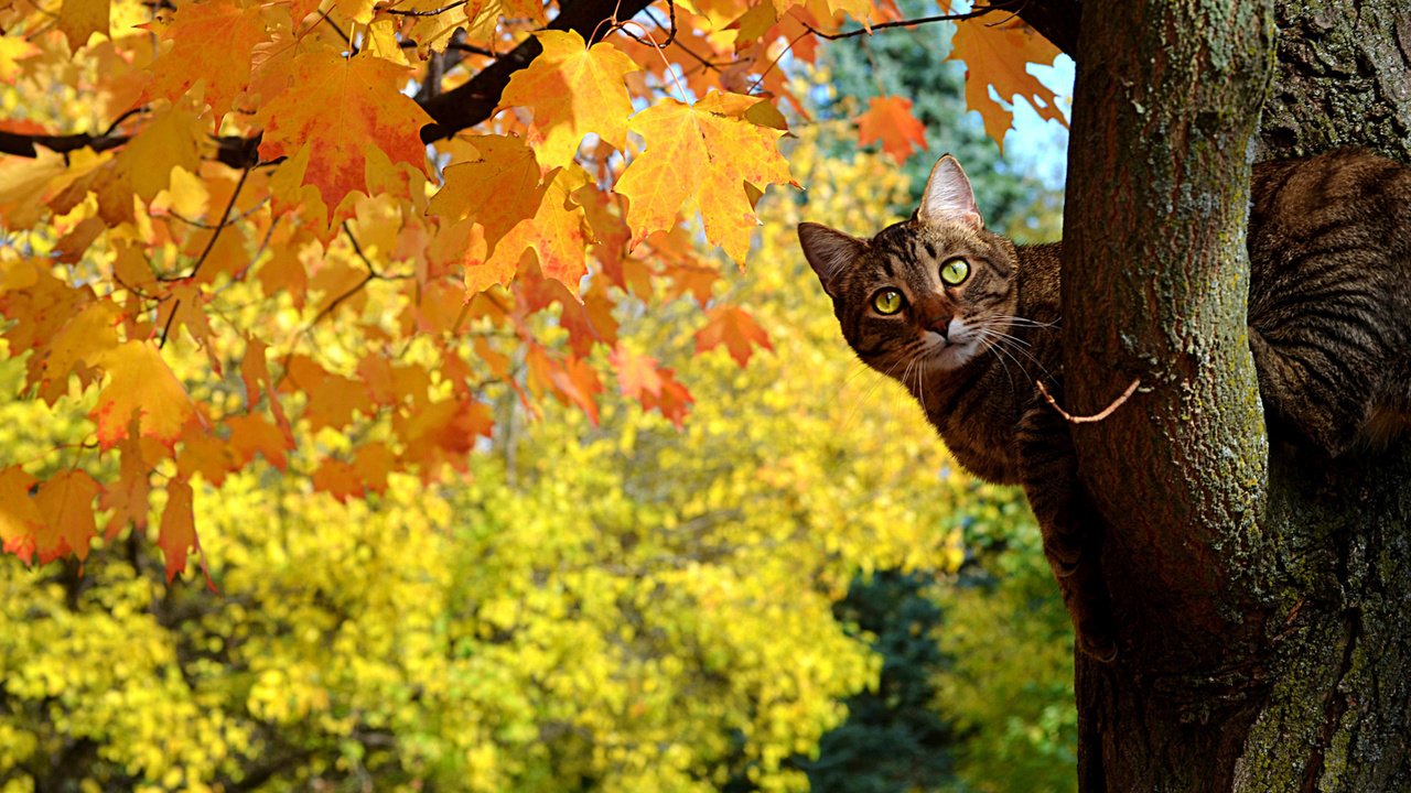 Обои дерево, листья, кот, кошка, осень, клен, полосатый, tree, leaves, cat, autumn, maple, striped разрешение 1920x1200 Загрузить