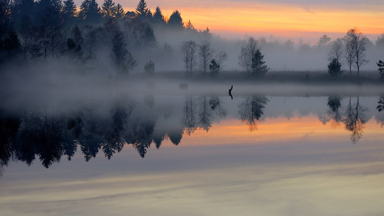 Обои озеро, лес, отражение, утро, туман, рассвет, пруд, гладь, lake, forest, reflection, morning, fog, dawn, pond, surface разрешение 2560x1600 Загрузить