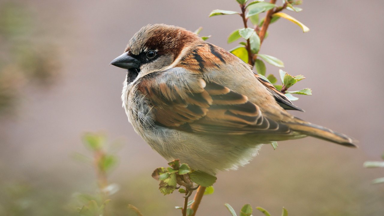 Обои ветка, листья, птица, воробей, branch, leaves, bird, sparrow разрешение 2048x1367 Загрузить