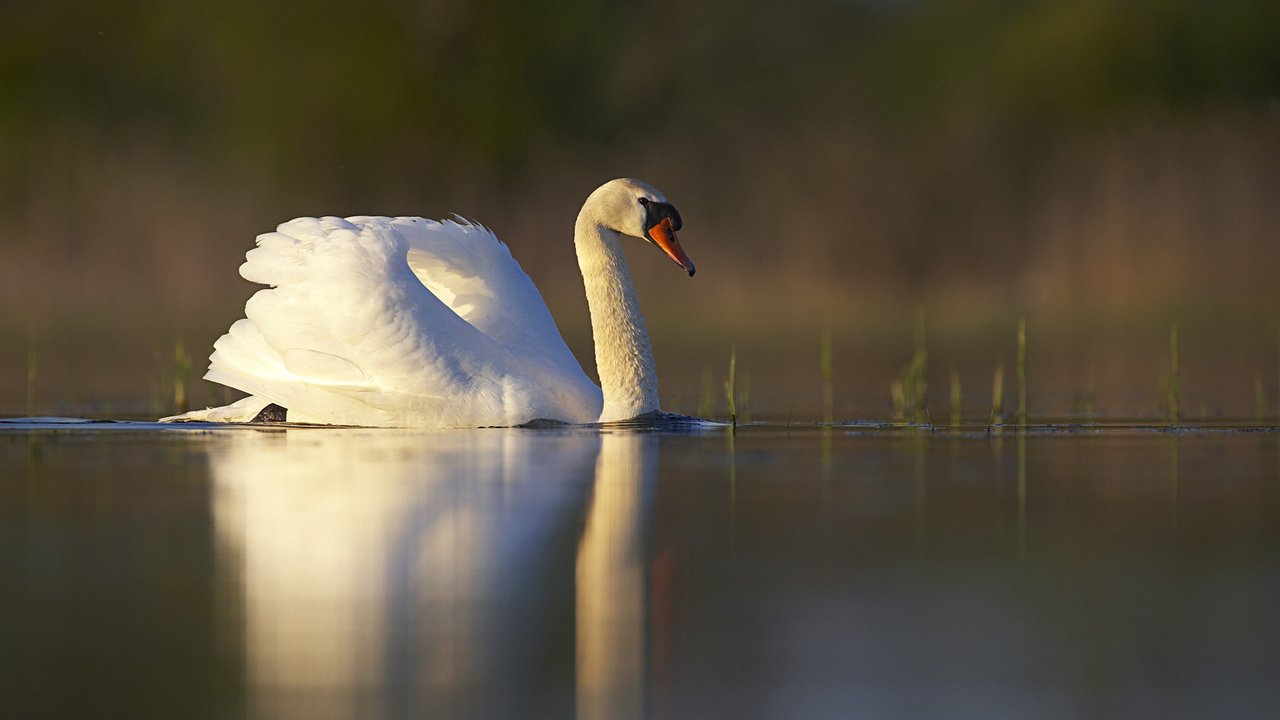 Обои озеро, отражение, белый, птица, пруд, лебедь, lake, reflection, white, bird, pond, swan разрешение 1920x1200 Загрузить