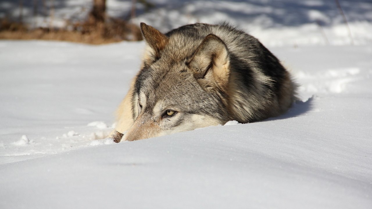 Обои снег, зима, лежит, хищник, волк, snow, winter, lies, predator, wolf разрешение 1920x1200 Загрузить