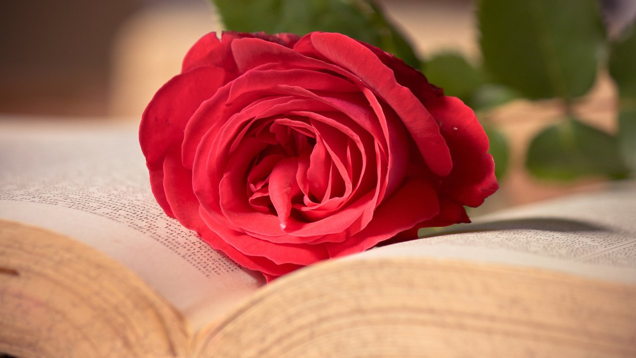Обои макро, цветок, роза, красная, книга, macro, flower, rose, red, book разрешение 1920x1200 Загрузить
