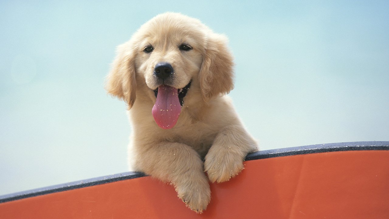 Обои настроение, собака, щенок, язык, лабрадор, mood, dog, puppy, language, labrador разрешение 1920x1080 Загрузить