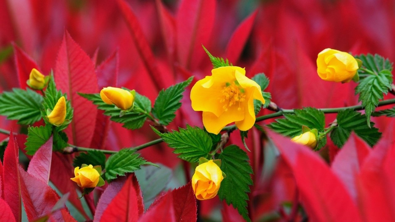Обои цветы, ветка, цветение, бутоны, листья, красные, желтые, flowers, branch, flowering, buds, leaves, red, yellow разрешение 1920x1200 Загрузить