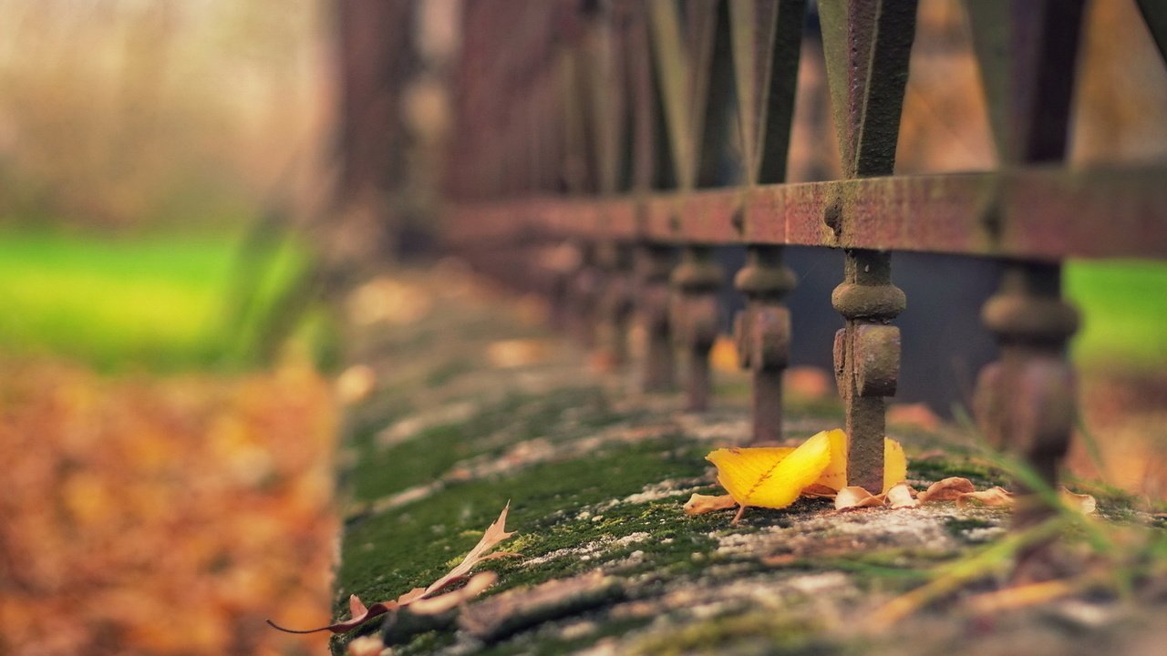 Обои листья, осень, забор, ограждение, мох, металлический, leaves, autumn, the fence, moss, metal разрешение 1920x1200 Загрузить