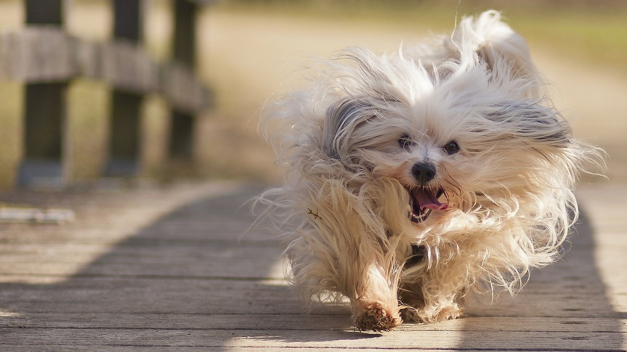 Обои настроение, мост, собака, гаванский бишон, пробежка, mood, bridge, dog, the havanese, run разрешение 1920x1280 Загрузить