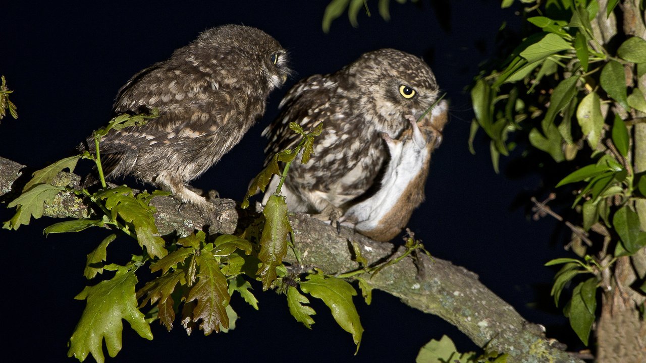 Обои ночь, ветка, птицы, мышь, охота, совы, домовые сычи, night, branch, birds, mouse, hunting, owls, brownies owls разрешение 2048x1638 Загрузить