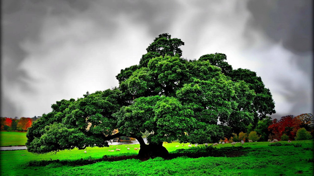 Обои дерево, тучи, пейзаж, поле, овцы, tree, clouds, landscape, field, sheep разрешение 1920x1200 Загрузить