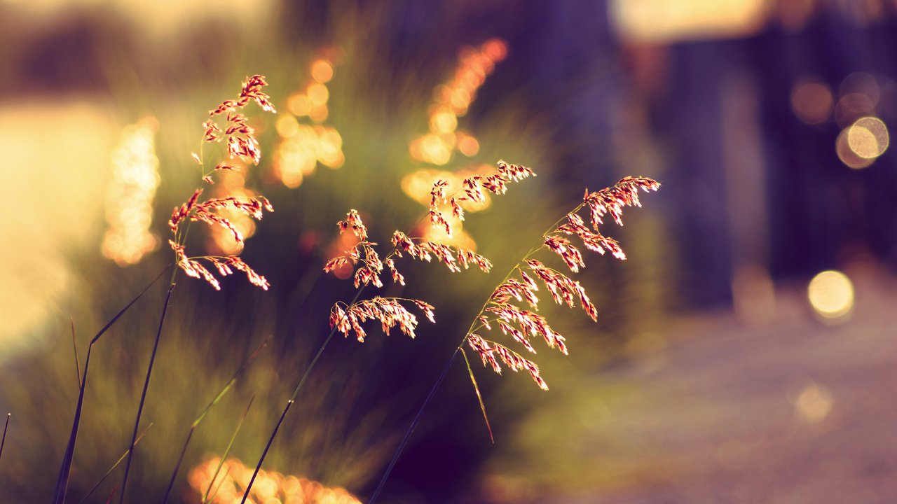 Обои трава, закат, лето, колоски, боке, солнечный свет, grass, sunset, summer, spikelets, bokeh, sunlight разрешение 2000x1333 Загрузить