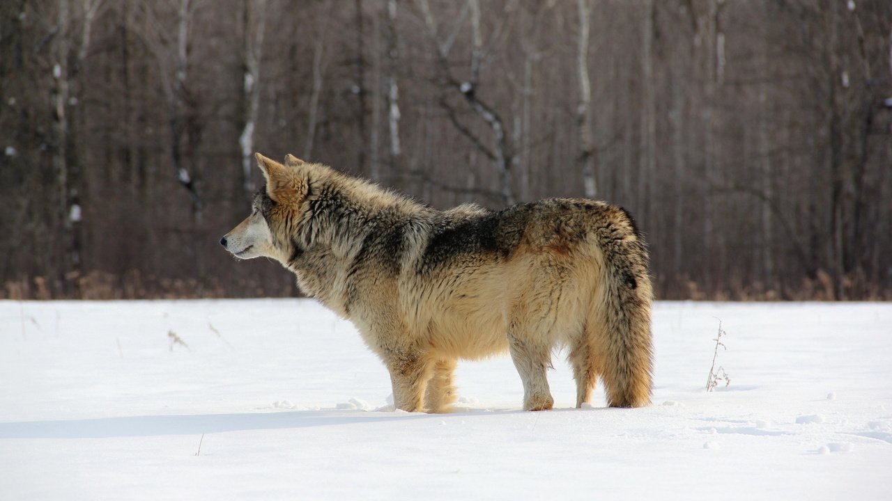 Обои снег, природа, лес, зима, хищник, волк, snow, nature, forest, winter, predator, wolf разрешение 1920x1200 Загрузить