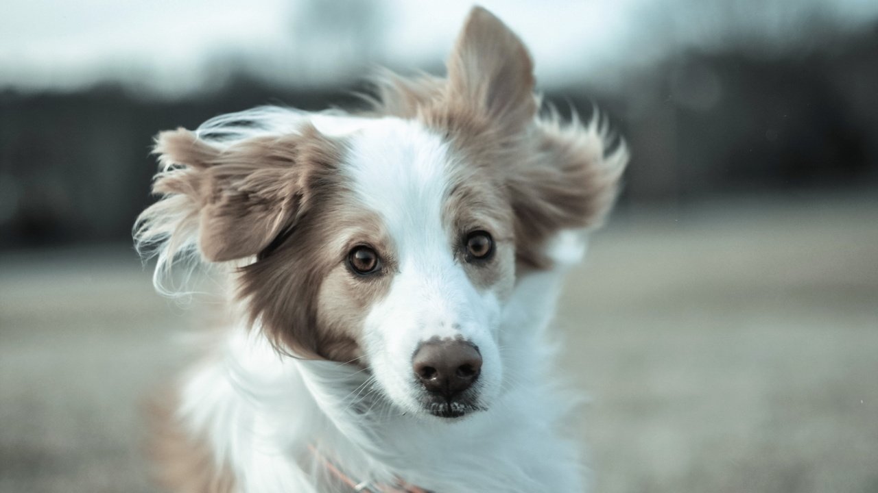 Обои взгляд, собака, друг, бордер-колли, бордер -колли, look, dog, each, the border collie разрешение 1920x1200 Загрузить