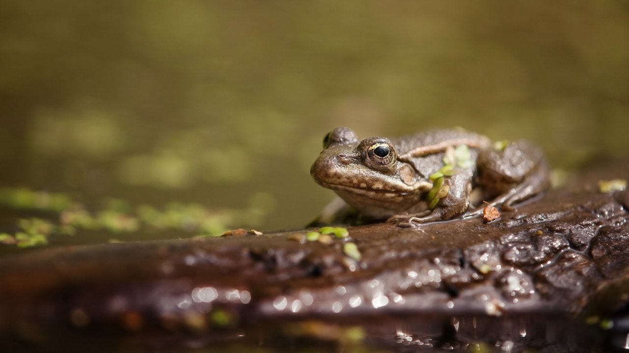 Обои вода, животные, лягушка, пруд, жаба, water, animals, frog, pond, toad разрешение 2048x1339 Загрузить