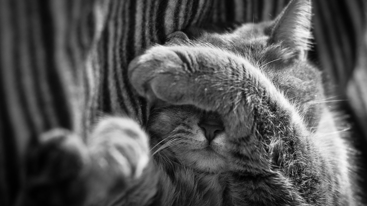 Обои кот, кошка, чёрно-белое, спит, нос, лапка, cat, black and white, sleeping, nose, foot разрешение 1920x1275 Загрузить
