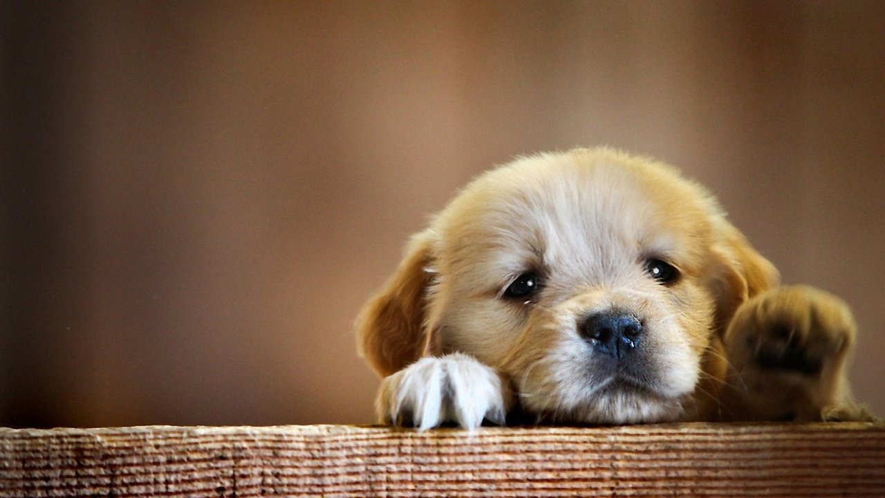 Обои мордочка, взгляд, собака, щенок, грустный, лапки, милый, muzzle, look, dog, puppy, sad, legs, cute разрешение 1920x1200 Загрузить