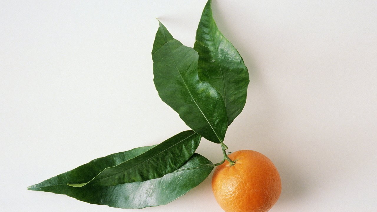 Обои листья, фрукты, белый фон, цитрус, мандарин, leaves, fruit, white background, citrus, mandarin разрешение 1920x1200 Загрузить