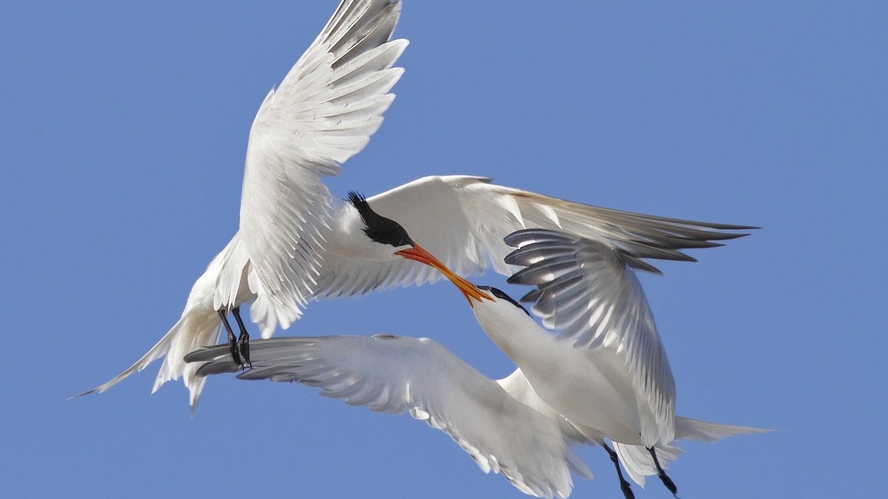 Обои небо, крылья, птицы, любовь, поцелуй, крачки, the sky, wings, birds, love, kiss, terns разрешение 1920x1440 Загрузить