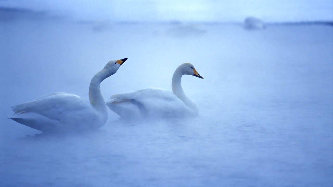 Обои вода, туман, птицы, белые, лебеди, прекрасные, плавают, water, fog, birds, white, swans, beautiful, swim разрешение 2560x1600 Загрузить