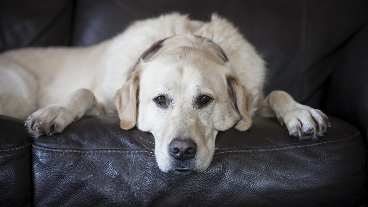 Обои взгляд, белый, собака, лабрадор, look, white, dog, labrador разрешение 1920x1200 Загрузить