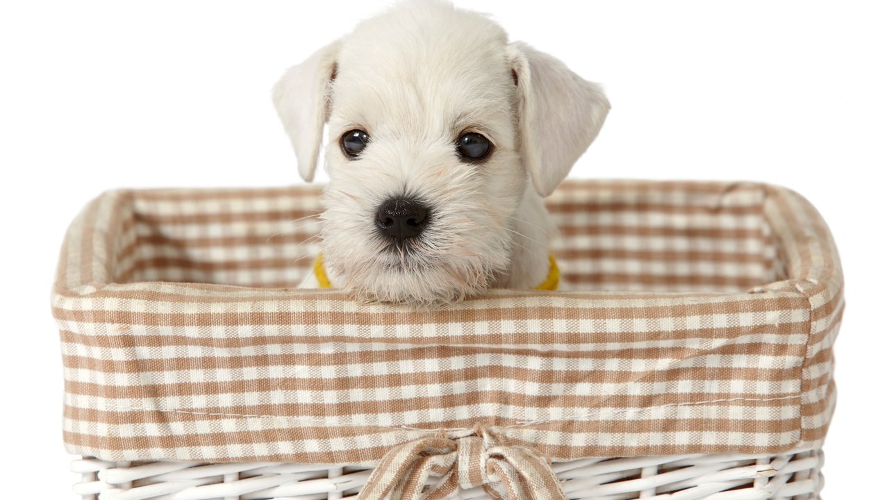 Обои взгляд, белый, собака, щенок, корзинка, милый щенок, look, white, dog, puppy, basket, cute puppy разрешение 2880x1800 Загрузить