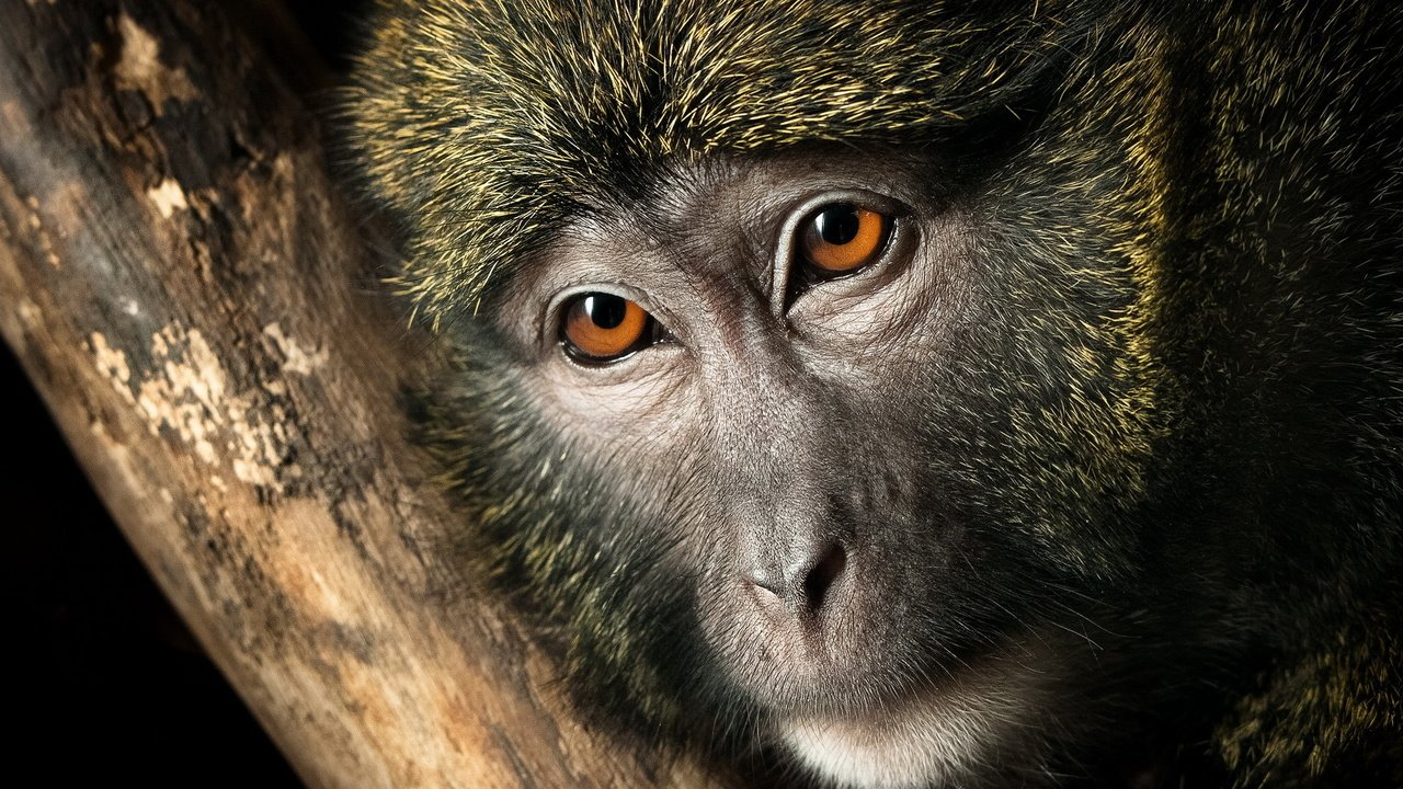 Обои глаза, природа, животные, взгляд, обезьяна, болотная обезьяна, eyes, nature, animals, look, monkey, swamp monkey разрешение 1920x1200 Загрузить