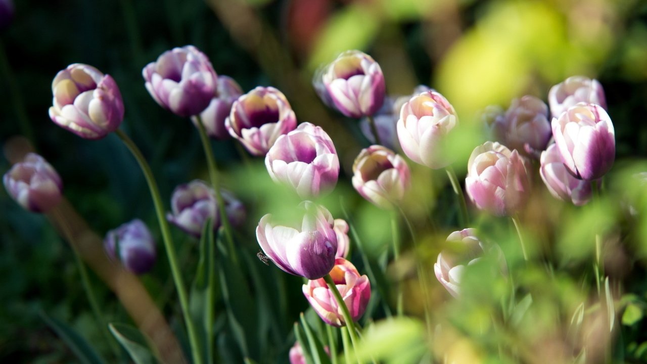Обои цветы, природа, весна, тюльпаны, flowers, nature, spring, tulips разрешение 2560x1600 Загрузить