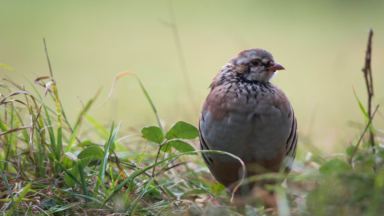 Обои трава, листья, птица, куропатка, grass, leaves, bird, partridge разрешение 2048x1367 Загрузить