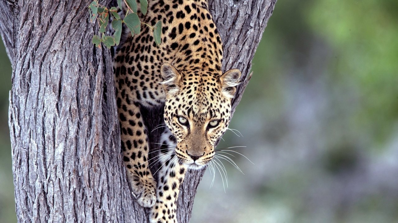 Обои дерево, взгляд, леопард, хищник, большая кошка, tree, look, leopard, predator, big cat разрешение 2048x1336 Загрузить