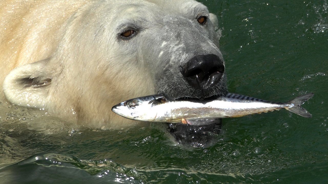 Обои вода, медведь, белый, рыба, скумбрия, полярный, северный, water, bear, white, fish, mackerel, polar, north разрешение 2200x1453 Загрузить