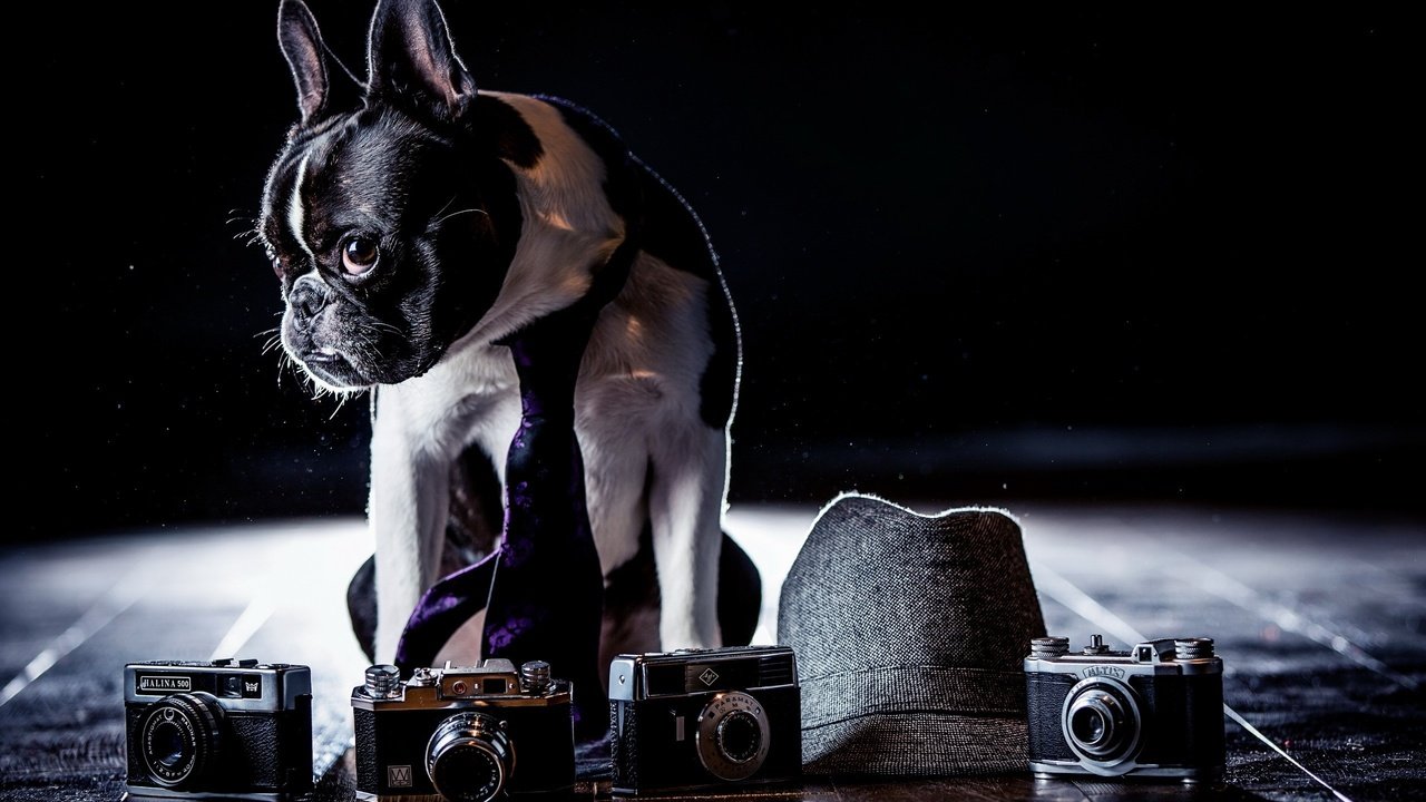Обои фон, собака, шляпа, французский бульдог, фотоаппараты, background, dog, hat, french bulldog, cameras разрешение 2560x1600 Загрузить