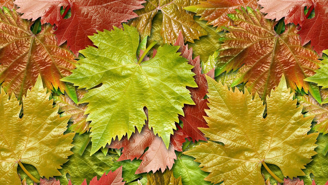 Обои листья, разноцветные, осень, клен, leaves, colorful, autumn, maple разрешение 2560x1600 Загрузить