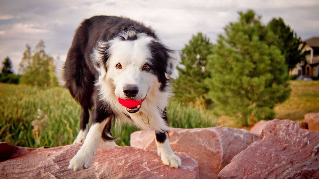 Обои камни, собака, мячик, бордер колли.взгляд, бордер колли, stones, dog, the ball, border collie.look, border collie разрешение 1920x1280 Загрузить